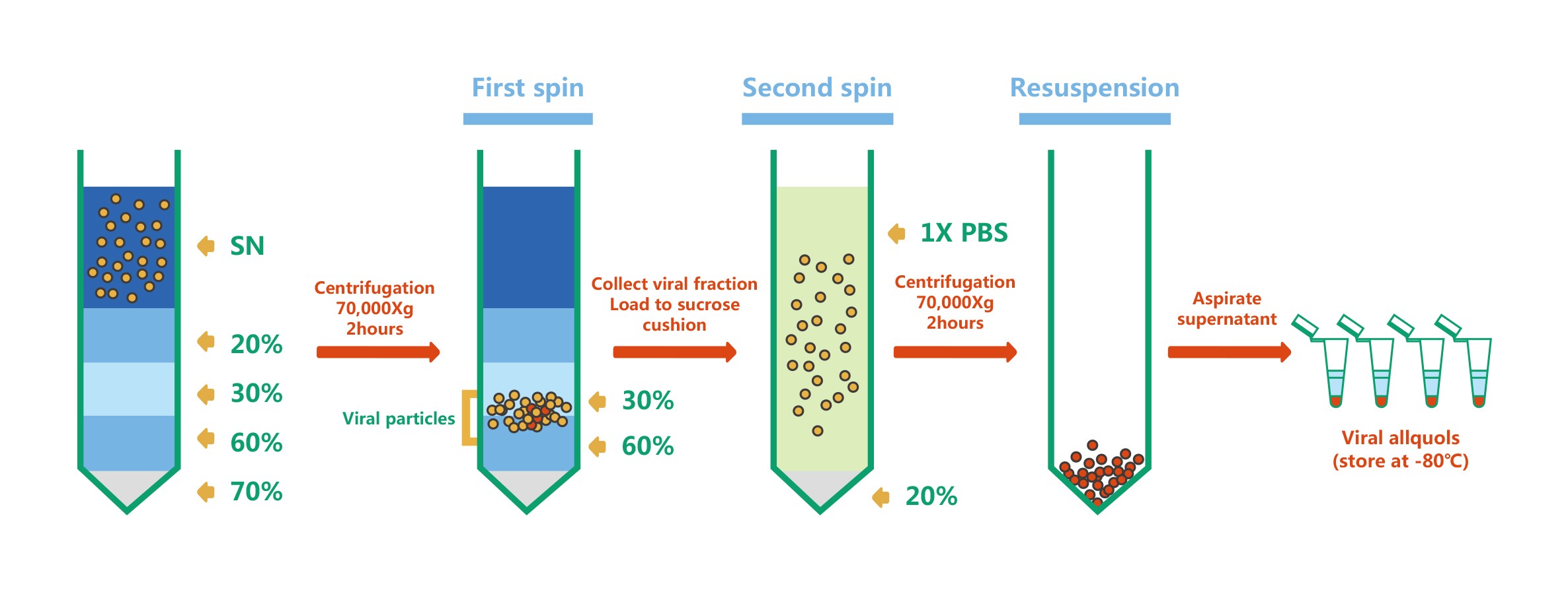 kaiyun体育网页版官网下载-慢病毒纯化的示意图